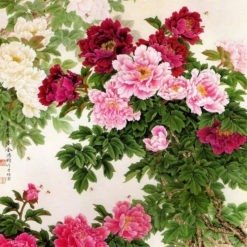 Tranh Phong Thủy Hoa Mẫu đơn R